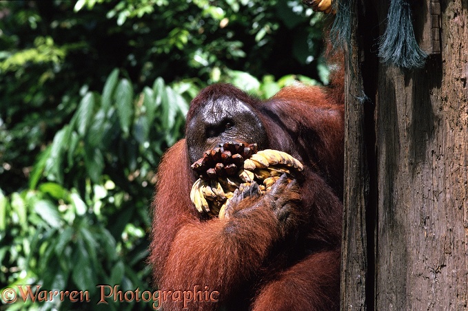 Orang-Utan (Pongo pygmaeus) male.  Borneo and Sumatra