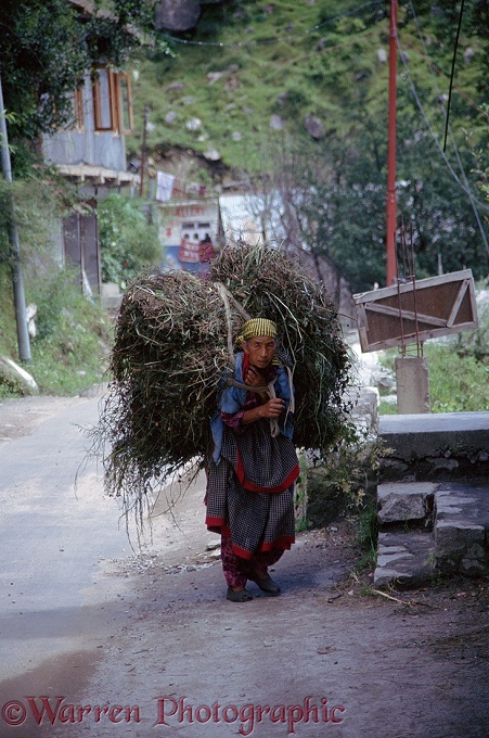 Indian woman with bundle of green plants