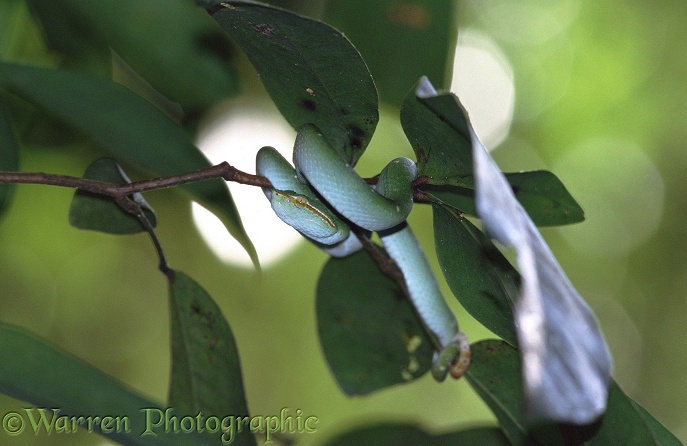 Green Pit Viper (unidentified).  Borneo