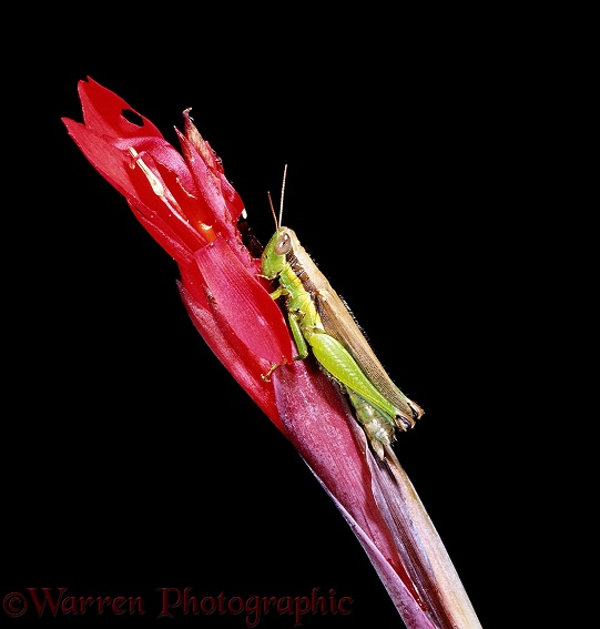 Grasshopper on a red flower.  Australia