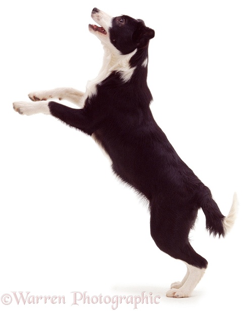 Black-and-white Border Collie bitch pup Fly, 12 weeks old, standing, white background