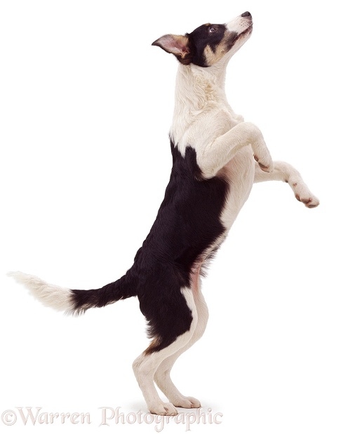 Black-and-white Border Collie jumping up, white background