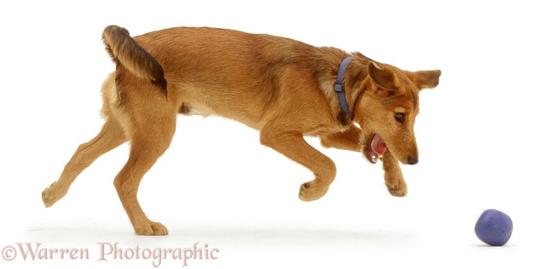 Lakeland Terrier x Border Collie, Joker, 1 year old, chasing a ball, white background