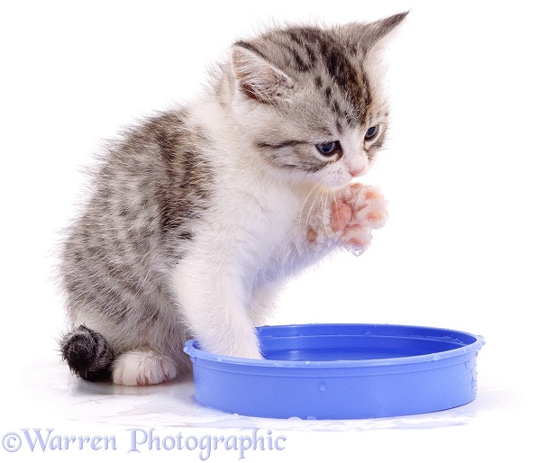 Silver-and-white kitten, Petal, 6 weeks old, has just discovered water!, white background