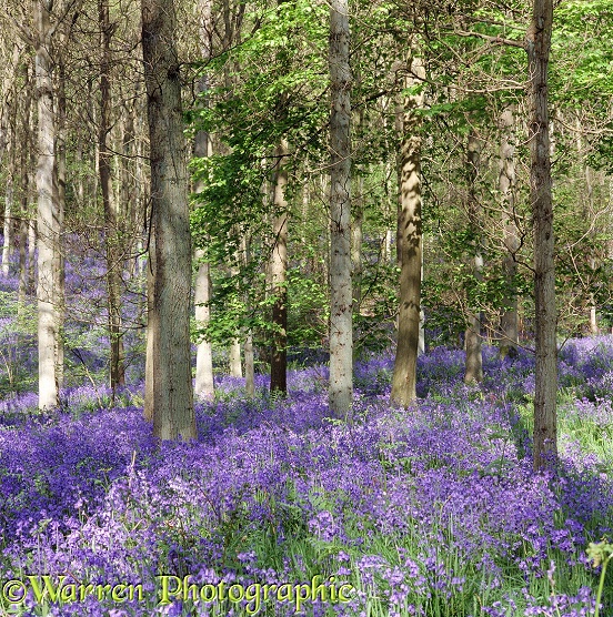 Bluebell woods in Spring.  Surrey, England