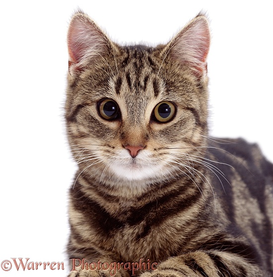 Portrait of brown spotted tabby male cat, Lowlander, white background