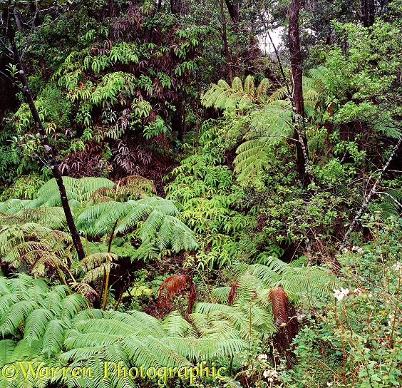 Rainforest with Hapu'u ferns (Cibotium glaucum) [large] and Uluhe ferns (Gleichenia linearis) [small].  Hawaii