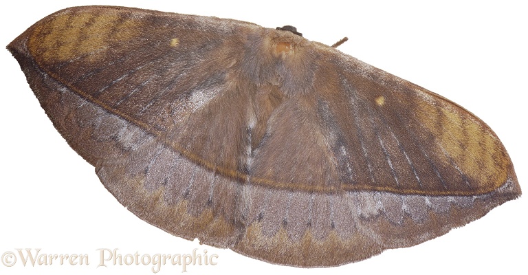 Leafy Moth.  Borneo, white background