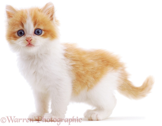 Blue-eyed ginger-and-white kitten, white background