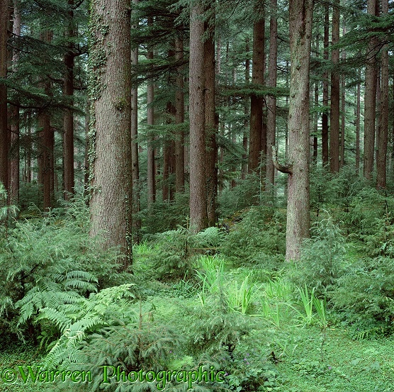 Manali pine woods 3D 1 R.  India