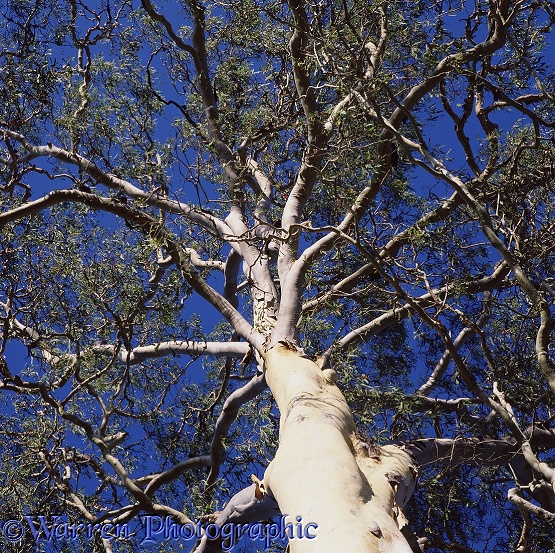 Up a Gum tree.  Australia