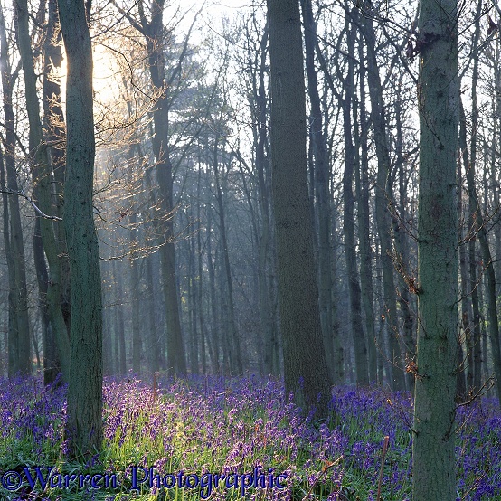 Oak (Quercus robur) woodland with Bluebells (Hyacinthoides non-scripta).  Surrey, England