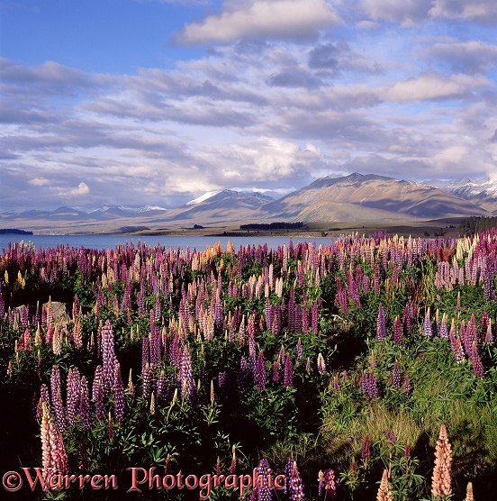 'Feral' lupines.  New Zealand