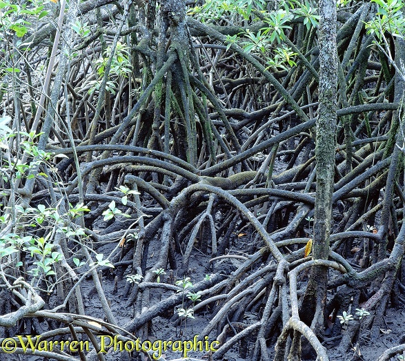Mangrove roots.  Australia
