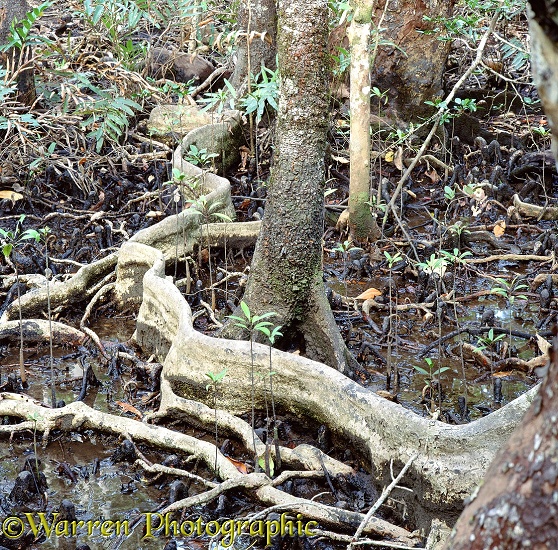 Mangrove 3D 2 R.  Australia