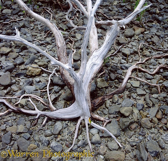 Dead Mangrove roots 3D 1 R.  Australia