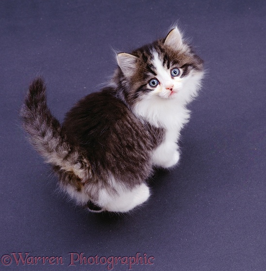 Dark Tabby-and-white fluffy kitten, 8 weeks old, looking up; from above