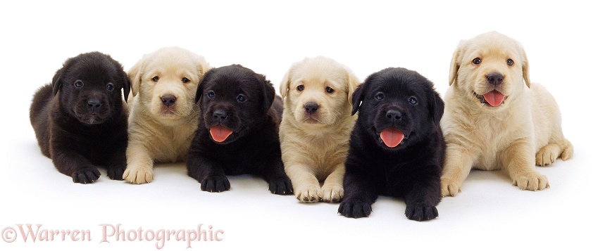 Three black and three golden Labrador x Golden Retriever pups, 6 weeks old, white background