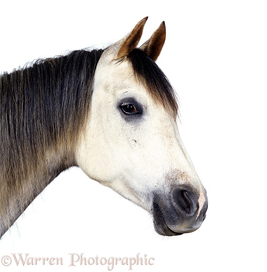 Grey Arab horse Walter, white background