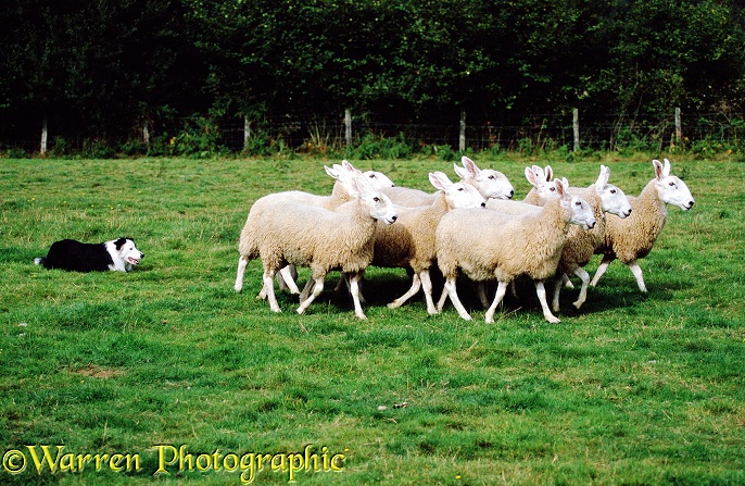 Border Collie Flynn rounding sheep