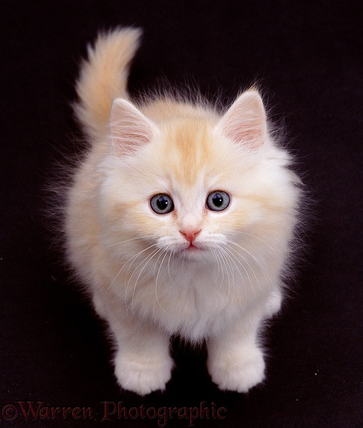 Golden kitten looking up