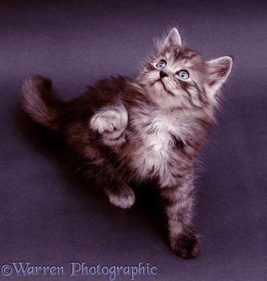 Grey kitten looking up