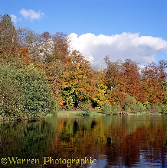 Autumnal trees and pond at Weston Wood.  Surrey, England
