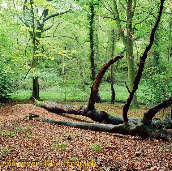 Fallen log in beech woods 3D 1 R.  Surrey, England