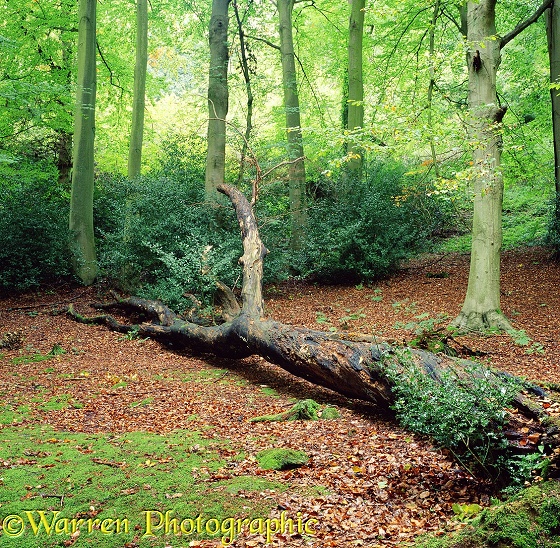 Fallen log in beech woods 3D 2 R.  Surrey, England