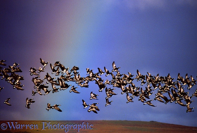Barnacle Geese (Branta leucopsis) taking off behind rainbow