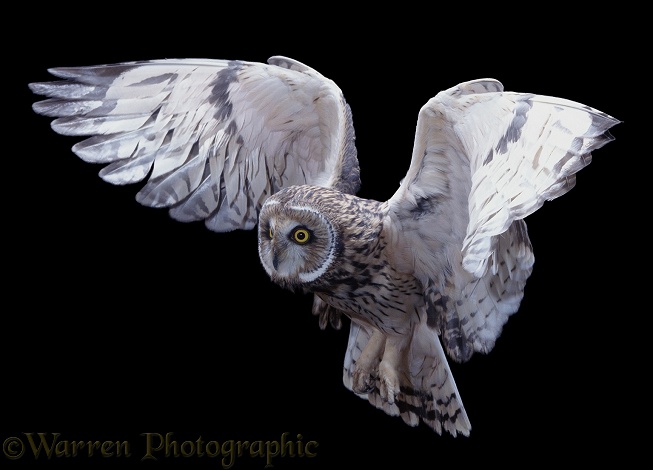 Short-eared Owl (Asio flammeus) hovering before alighting