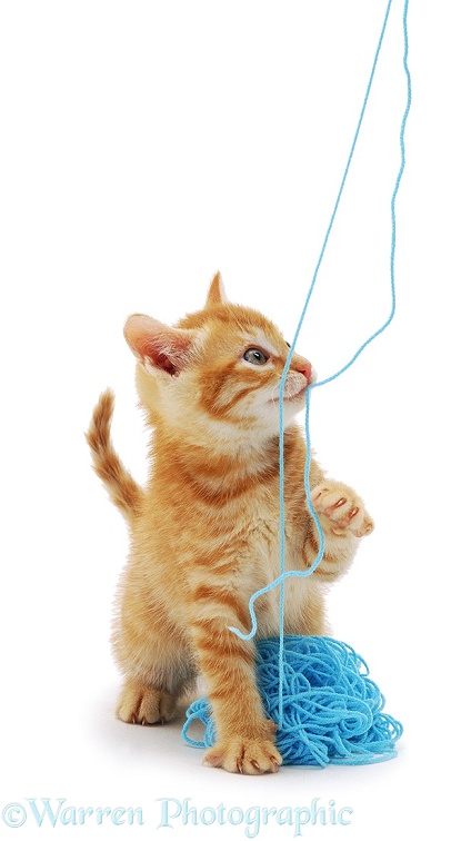 A ginger kitten plays with a ball of wool, white background