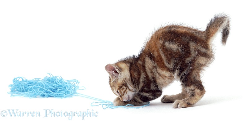 A tortoiseshell kitten plays with a ball of wool, white background