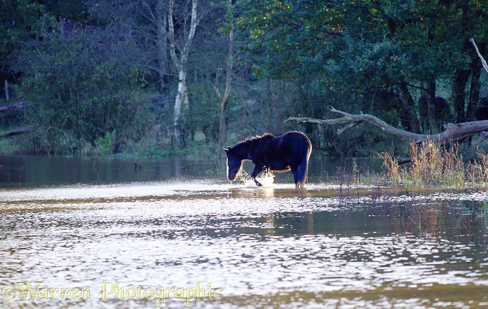 Horse splashing in flooded field.  Surrey, England