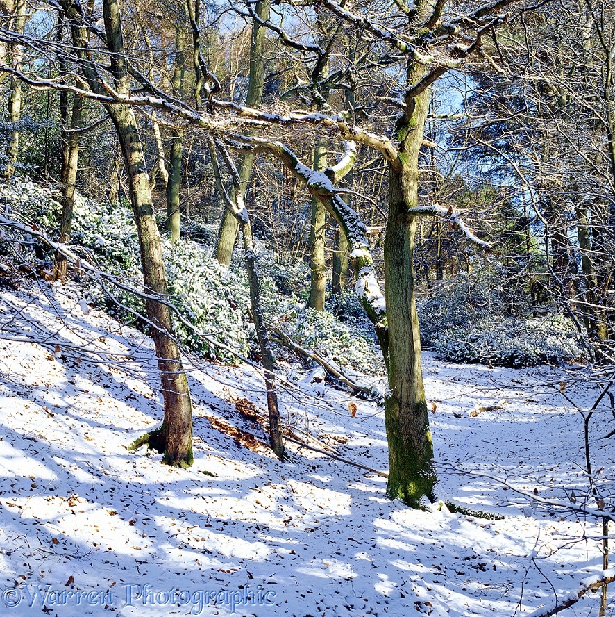 Winter woodland scene 3D L