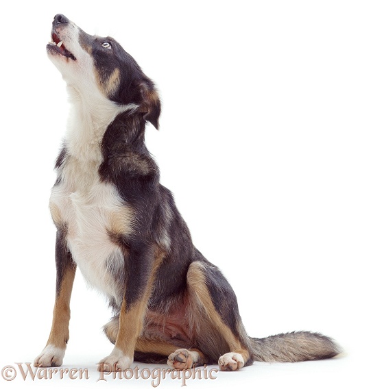 Border Collie bitch Sky, howling, white background