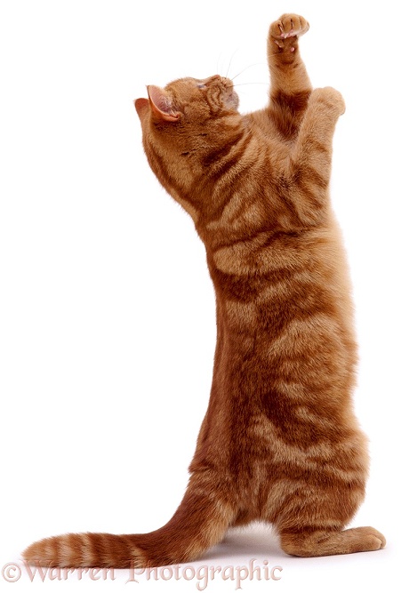 Ginger cat reaching up, side view, white background
