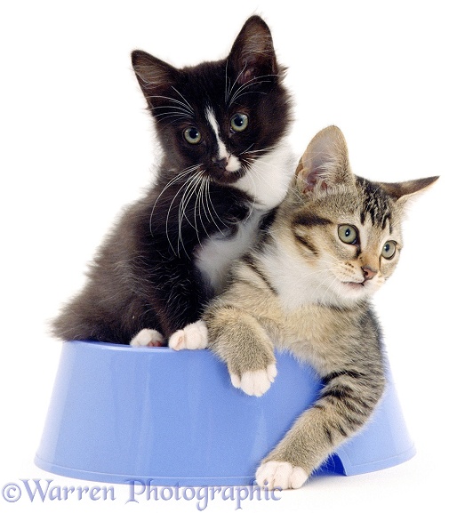 Agouti and black-and-white kittens, 12 weeks old, playing in a blue dog-food bowl, white background