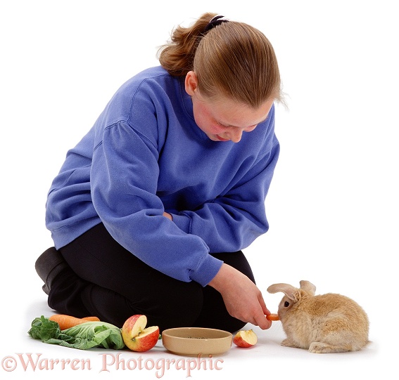 11-year-old Louise offering a piece of carrot to young Sandy Lop Rabbit. 6 weeks old, white background
