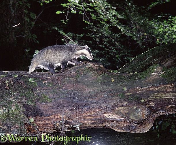 Badger (Meles meles) crossing a stream on a fallen log bridge.  Europe