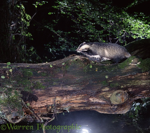 Badger (Meles meles) crossing a stream on a fallen log bridge
