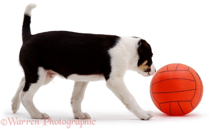 Border Collie pup with orange football, white background