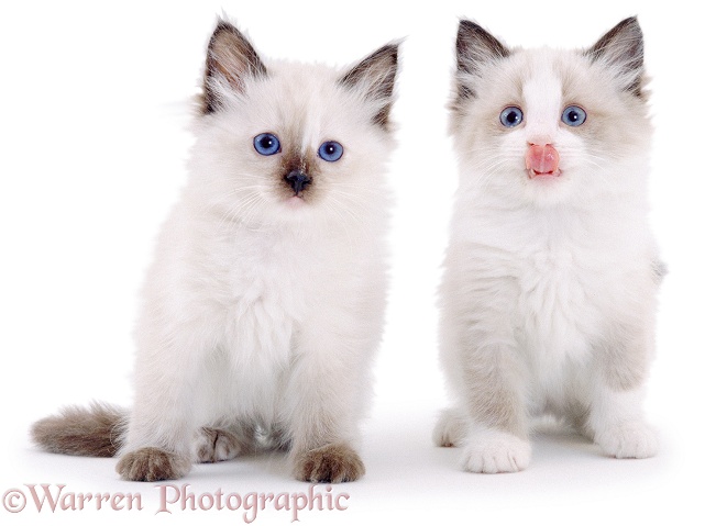 Mitted and Seal-point Ragdoll kittens, 8 weeks old, white background