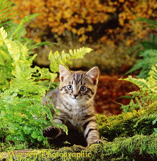 Brown Spotted Bengal-x kitten in the wild wood