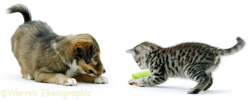 Silver Tabby kitten and Border Collie-cross puppy Dylan playing, white background