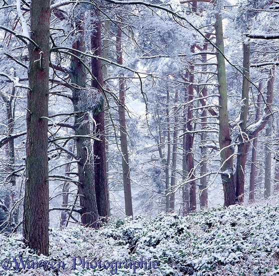 Scots Pine (Pinus sylvestris) forest with snow.  Surrey, England