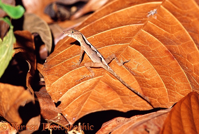 Anole Lizard (unidentified).  Costa Rica