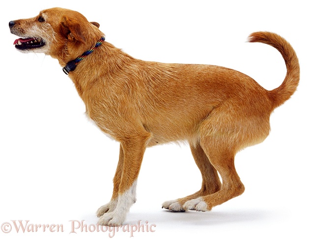 Lakeland Terrier x Border Collie, Tilly, preparing to jump, white background