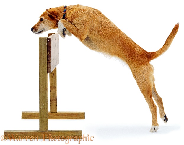 Lakeland Terrier x Border Collie, Tilly, jumping, white background