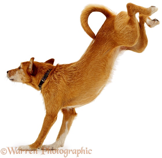 Lakeland Terrier x Border Collie, Tilly, jumping, white background